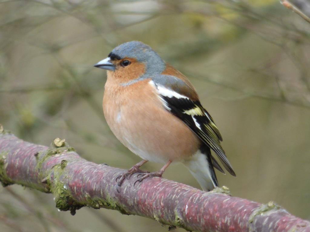 This image has an empty alt attribute; its file name is chaffinch.jpg